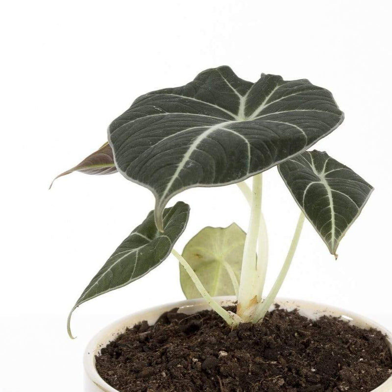 Urban Sprouts Rare Plant 4" in nursery pot Elephant Ear 'Black Velvet'