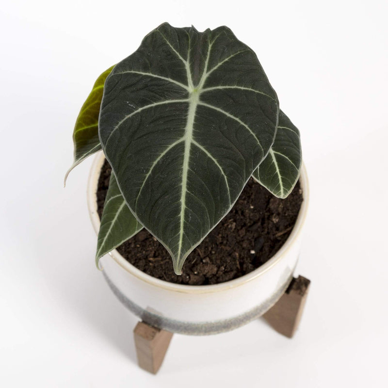 Urban Sprouts Rare Plant 4" in nursery pot Elephant Ear 'Black Velvet'