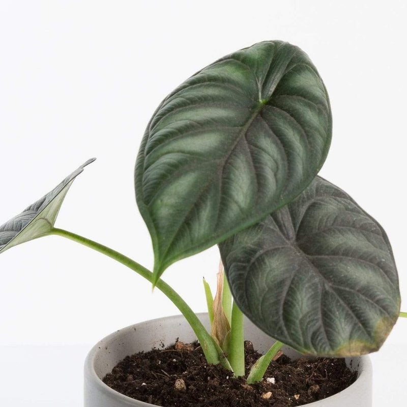 Urban Sprouts Rare Plant 4" in nursery pot Elephant Ear 'Dragon Scale'