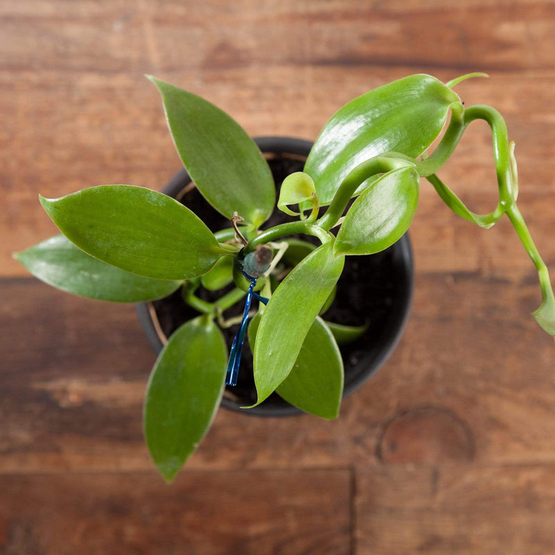 Orchid 'Vanilla' 4" - Urban Sprouts
