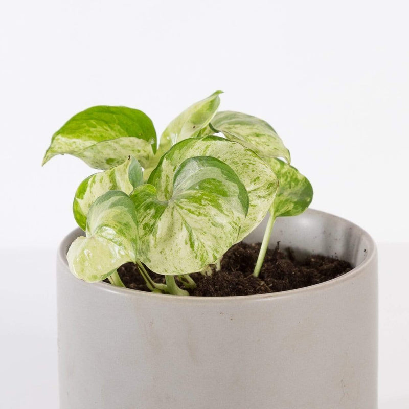 Urban Sprouts Rare Plant 4" in nursery pot Pothos 'Manjula'