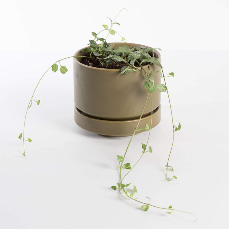 Urban Sprouts Rare Plant 4" in nursery pot String of Arrows