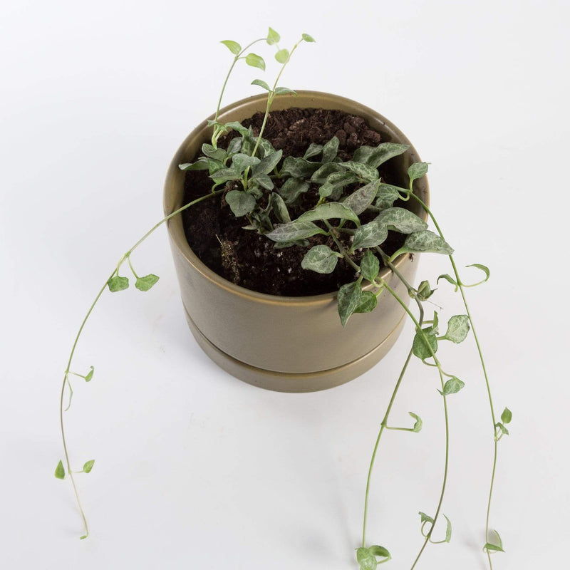Urban Sprouts Rare Plant 4" in nursery pot String of Arrows