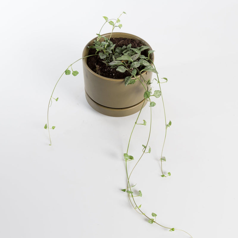 Urban Sprouts Rare Plant 4" in nursery pot String of Arrows