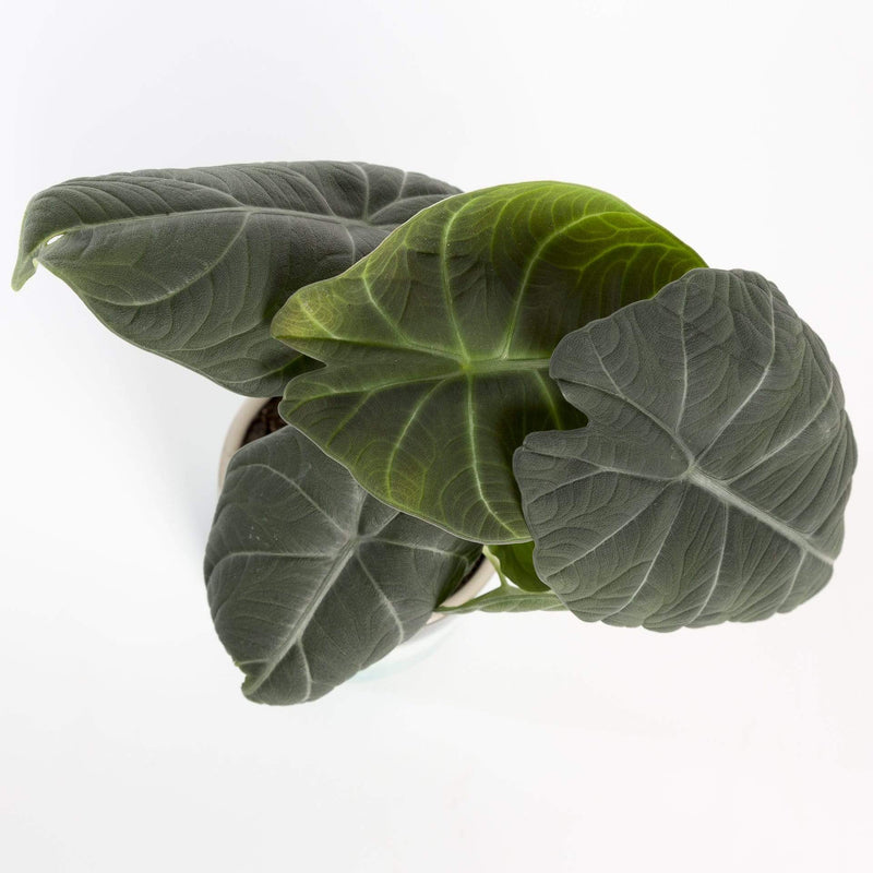 Elephant Ear 'Maharani' - Urban Sprouts