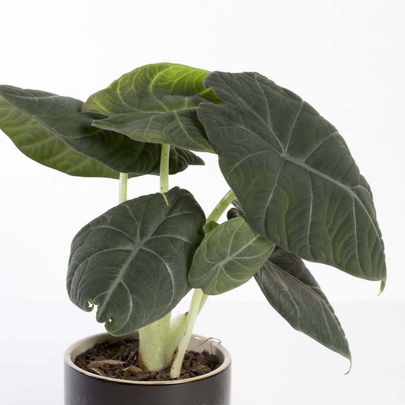 Elephant Ear 'Maharani' - Urban Sprouts