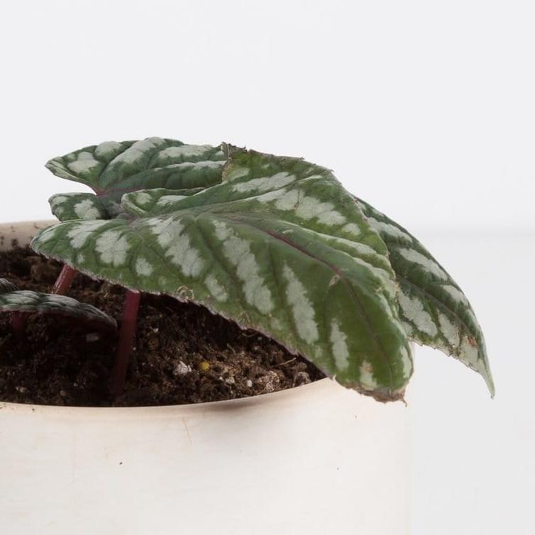 Urban Sprouts Rare Plant Grape Ivy 'Tapestry Vine - Silver'