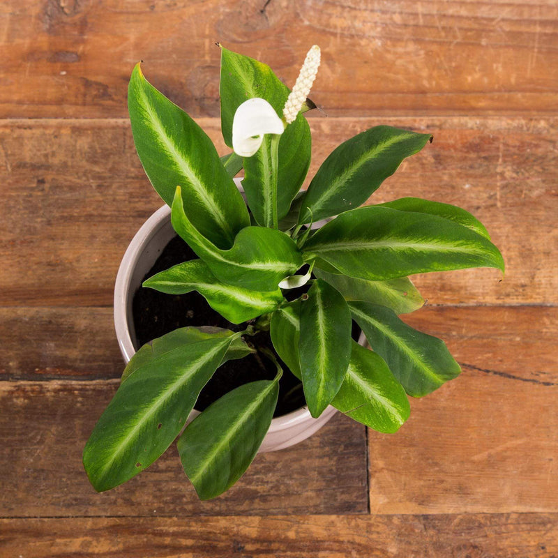 Peace Lily 'White Stripe' - Urban Sprouts