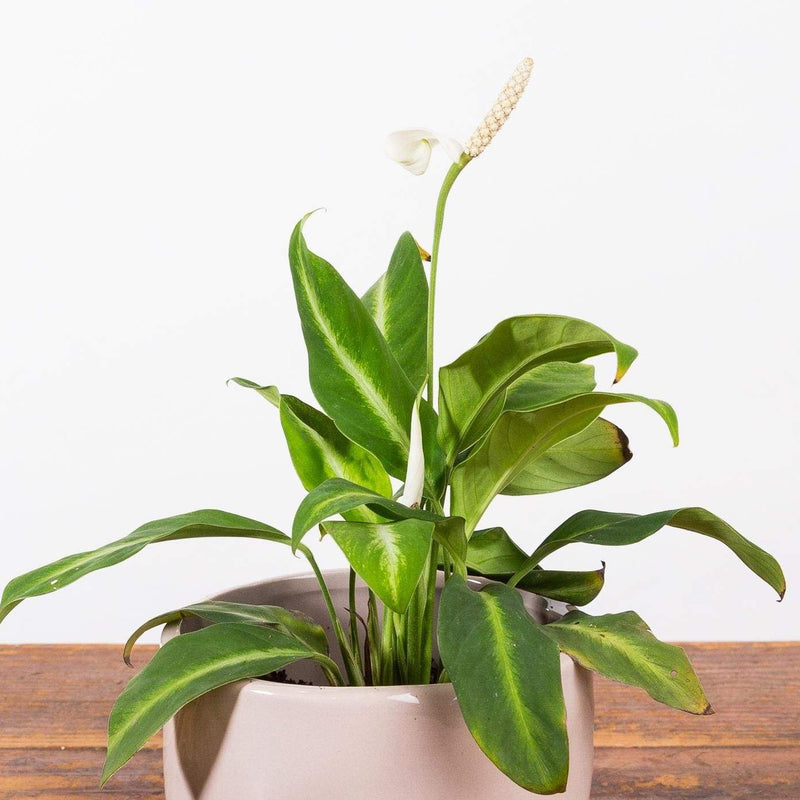 Peace Lily 'White Stripe' - Urban Sprouts