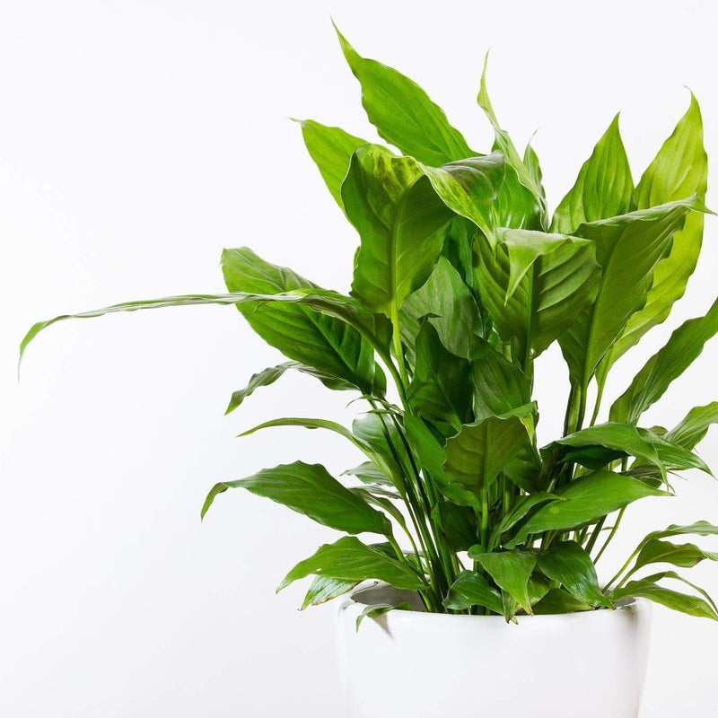 Peace Lily 'Alpha' - Urban Sprouts