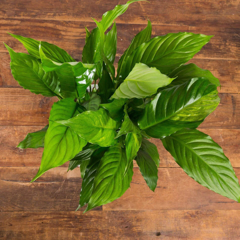 Peace Lily 'Alpha' - Urban Sprouts