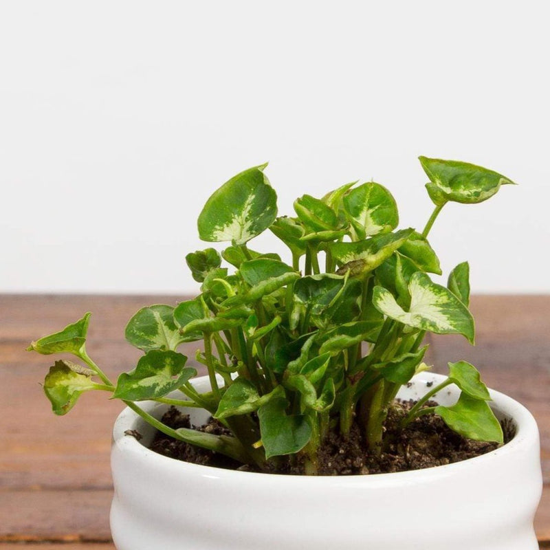 Arrowhead Vine 'Mini Pixie' - Urban Sprouts