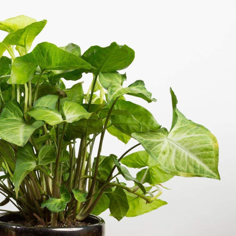 Arrowhead Vine 'Imperial White' - Urban Sprouts