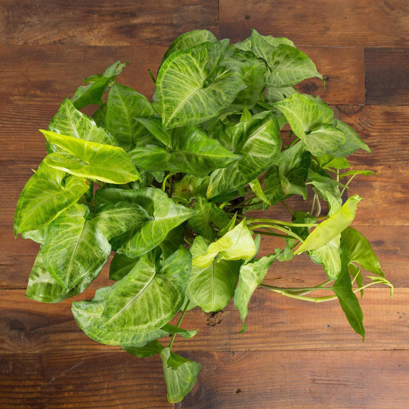 Arrowhead Vine 'Imperial White' - Urban Sprouts