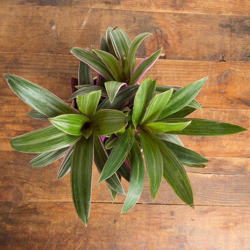 Moses In A Basket 'Variegated' - Urban Sprouts