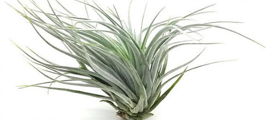 April Air Plant - Tillandsia Houston