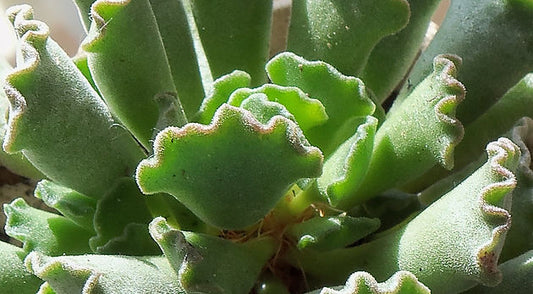 April Succulent - Adromischus cristatus