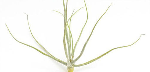 February Air Plant - Tilland Schiedeana