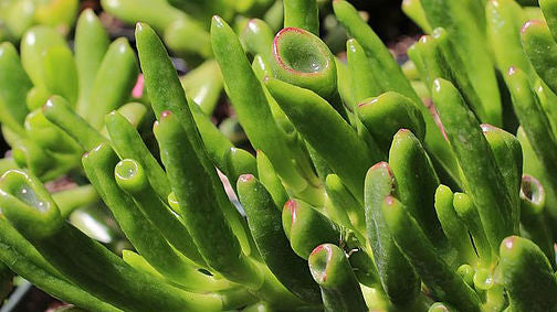 January Succulent - Crassula ovata 'Hobbit' - Hobbit Jade
