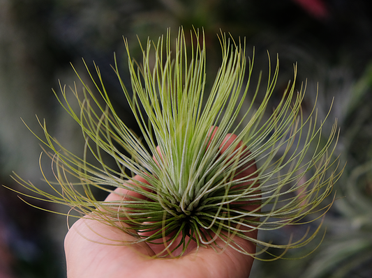 March Air Plant - Tillandsia Andreana