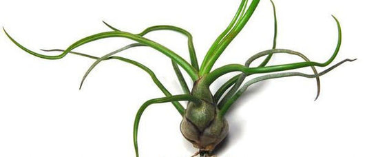 February Little Plant - Tillandsia Bulbosa Guatemala