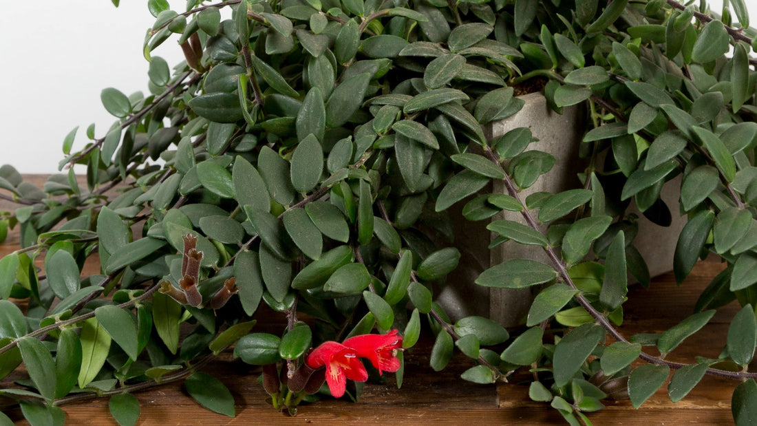 All About Lipstick Plants