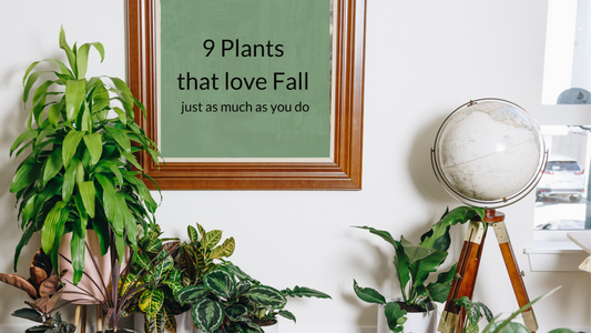 9 Beginner Friendly Houseplants that Shine in the Fall