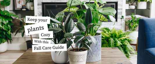 The Fall Care Guide: Everything you need to know to help your plants thrive this Fall