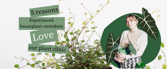 5 Reasons Experienced Houseplant Caretakers LOVE Our Clinic.