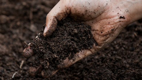 Is Your Soil Healthy?