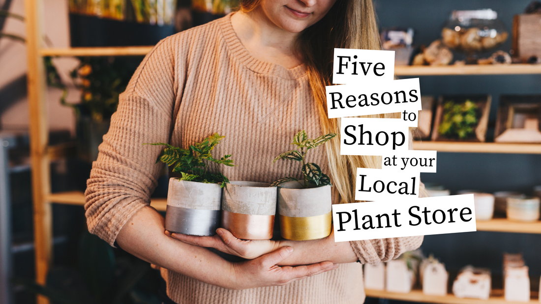 A woman holds three small potted houseplants. In black text with a white background are the words "Five reasons to shop at your local plant store".