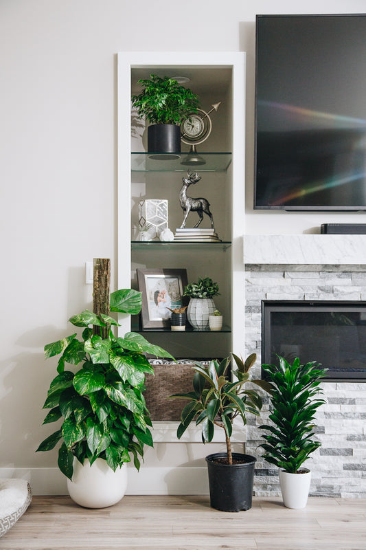 Designing Open Shelves: Houseplant Edition