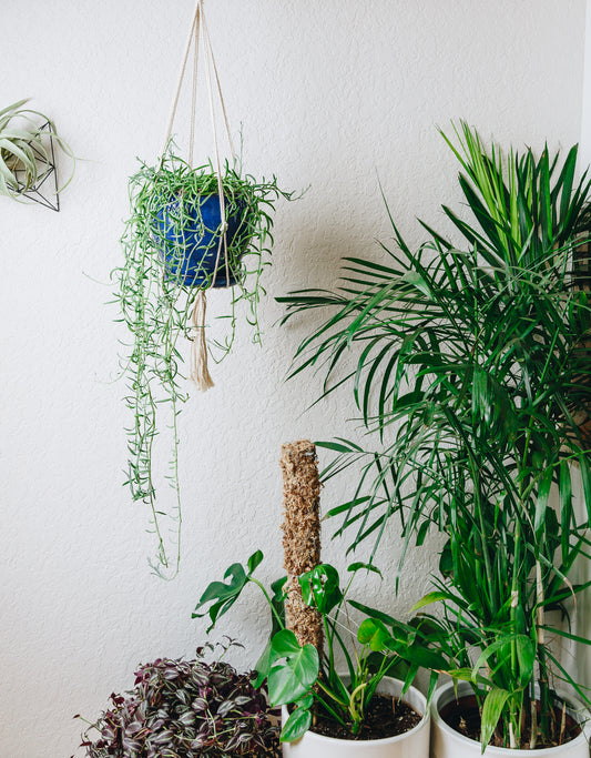 Hanging Plants: How to pick the perfect plants for your vertical spaces