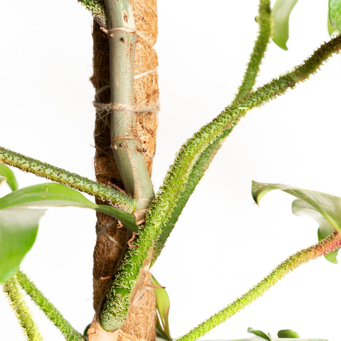 All About Moss Poles: Why we love them and why you should too