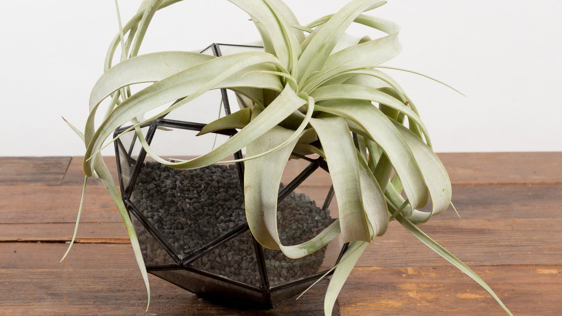 All About Air Plants