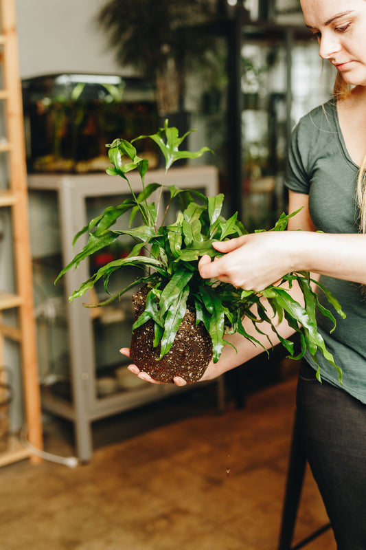 The Ultimate Longterm Plant Care Schedule