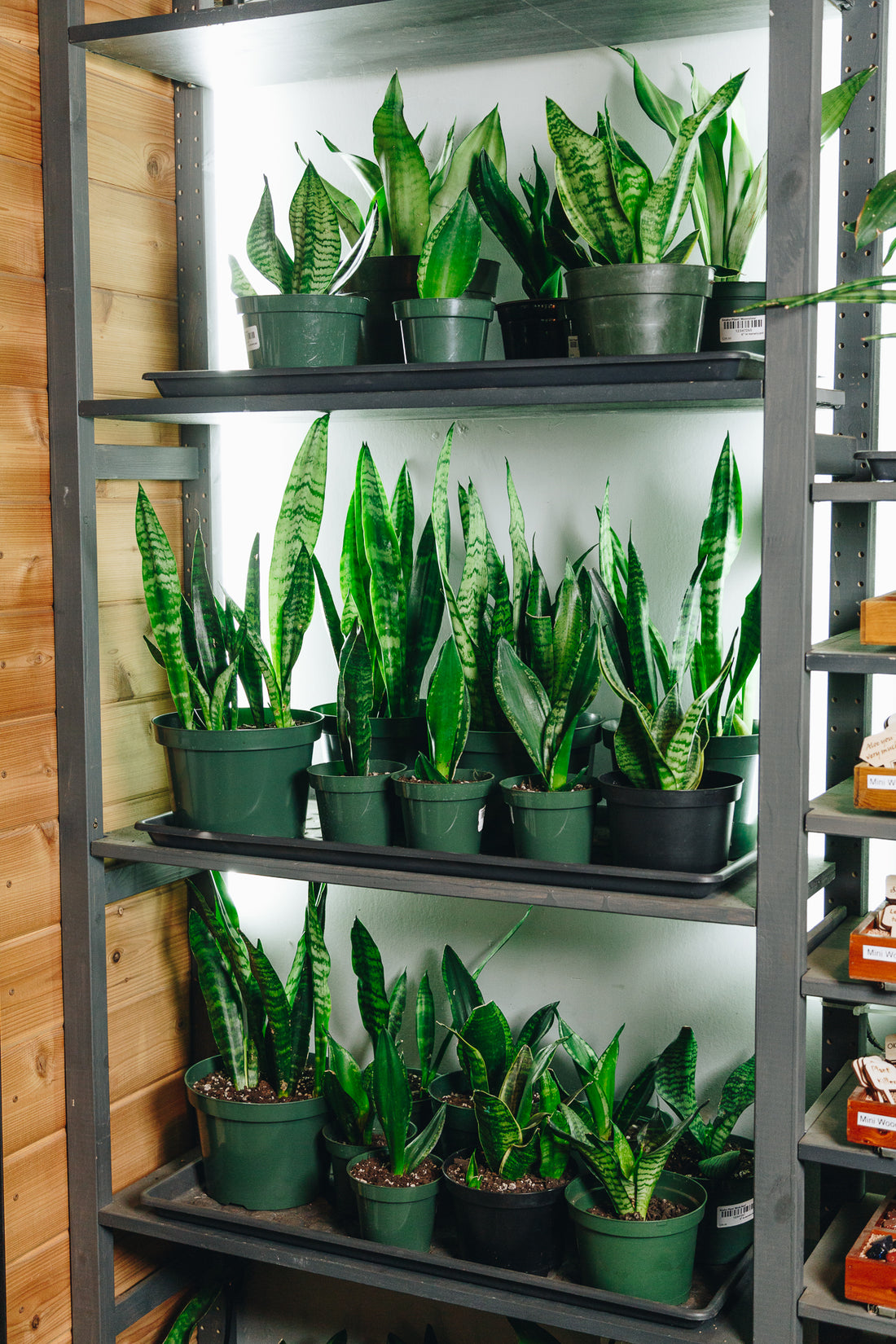 The Truth About Air Filtering Houseplants