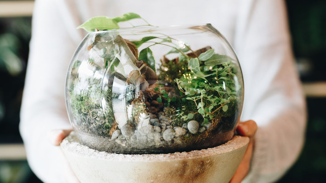 All About Terrariums & How To Make Your Own