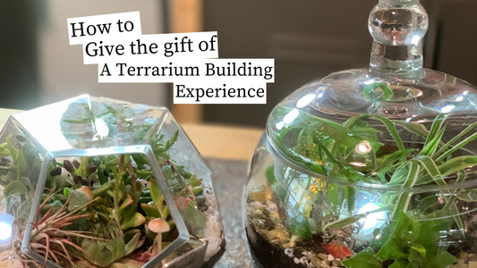 How to Gift a Terrarium Building Experience