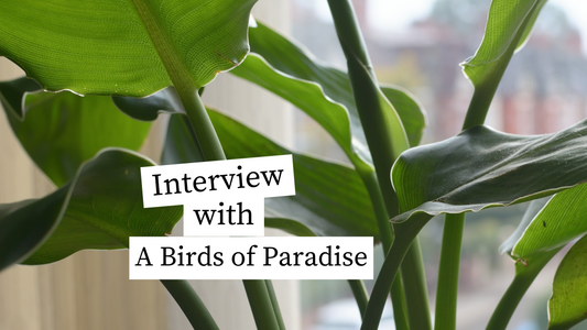 Interview with a Birds of Paradise