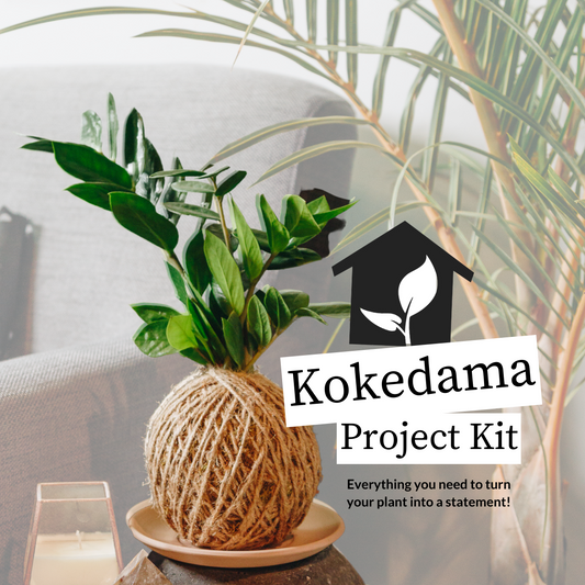 Introducing the Kokedama Project Kit: The Perfect Holiday Gift for Green-Thumbed Enthusiasts