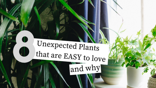 8 Unexpected Plants that are Easy to Love and Why