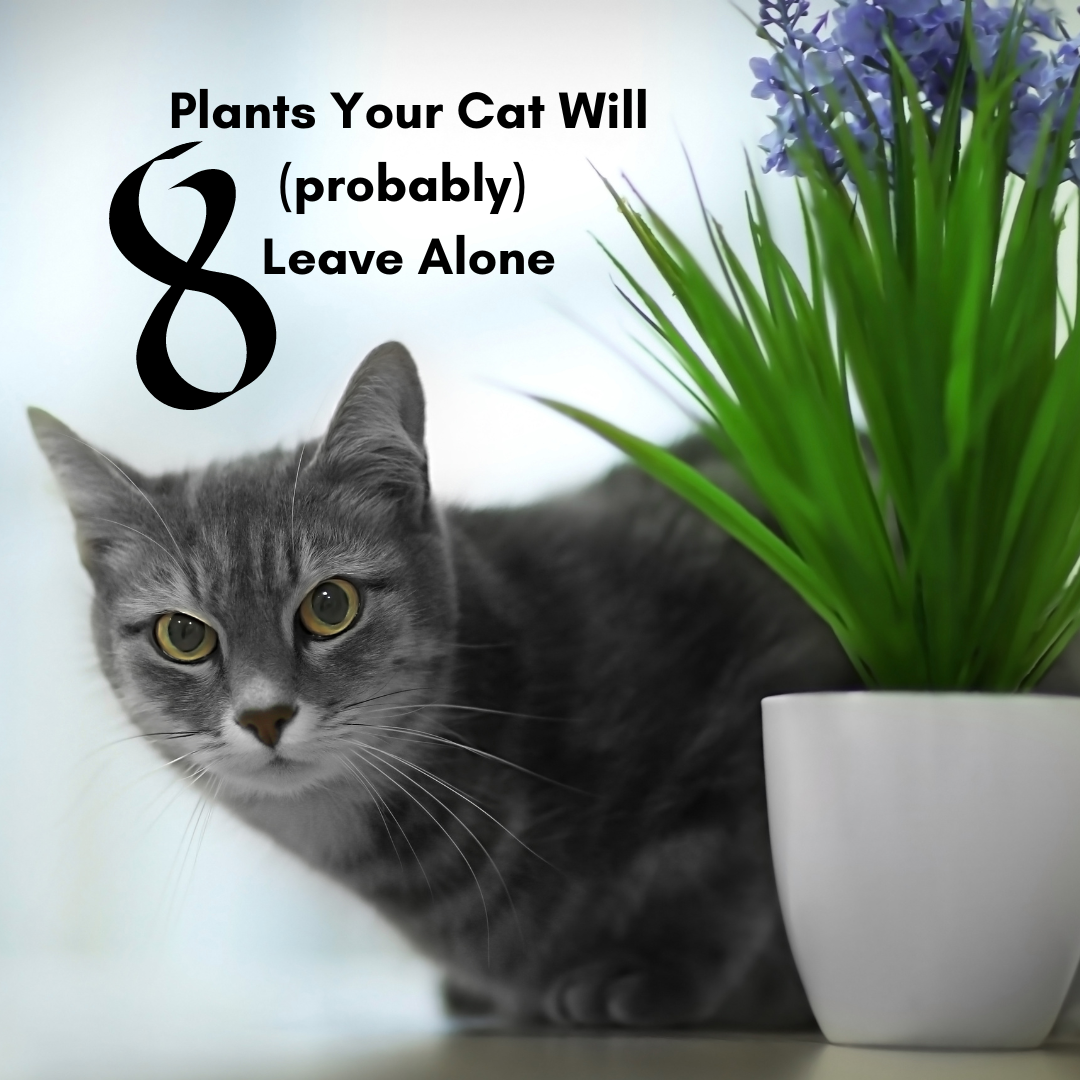 8 Plants your Cat Will (Probably) Leave Alone