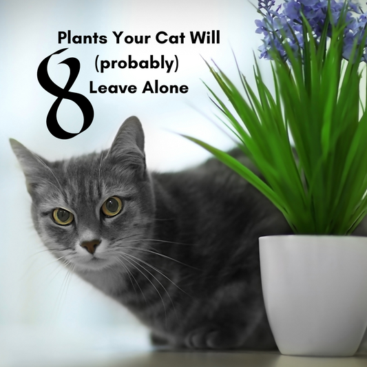 8 Plants your Cat Will Leave Alone