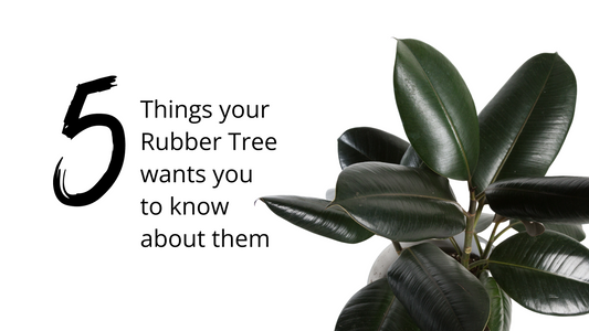 5 Things Your Rubber Tree Wants You to Know About Them