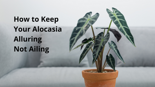 How to Keep Your Alocasia Alluring not Ailing
