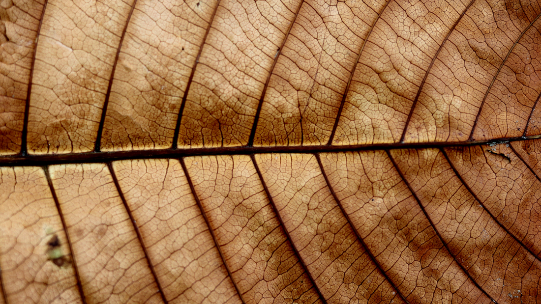 The Language of Leaves: Why Do Leaves Turn Brown?