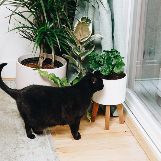 Protecting Your Precious Plants: Tips for Keeping Your Feline Friends at Bay