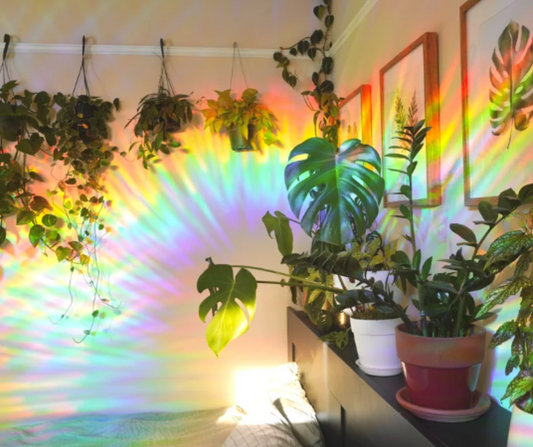 The Dance of Light: How Seasonal Changes Affect Your Houseplant Collection