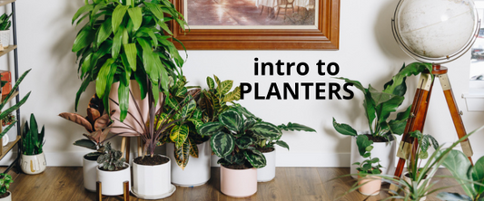 Potted to Perfection: Understanding how planters impact your plants' health